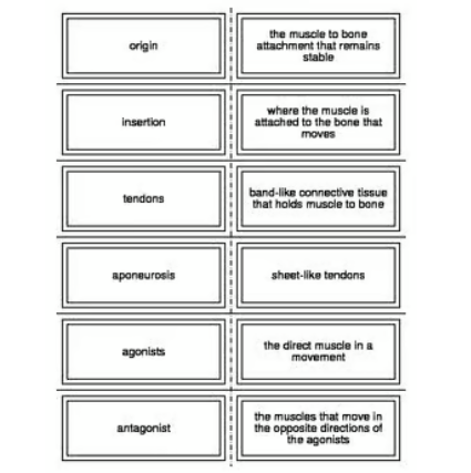 Muscles of the Body Vocabulary Flash Cards for Anatomy