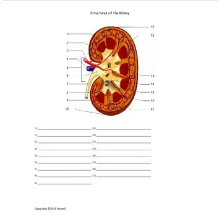 Structures of the Kidney Quiz or Worksheet