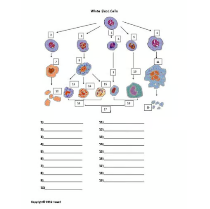 White Blood Cells Identification Worksheet or Quiz