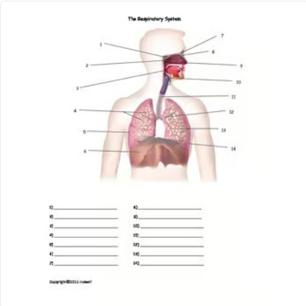 The Respiratory System Quiz or Worksheet