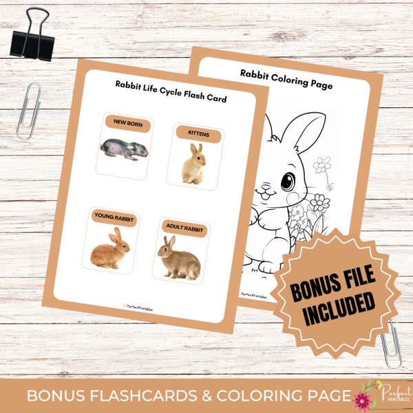Worksheet Science Skin Rabbit Life Cycle of a Rabbit Worksheet - Animal Science Unit Study With Fun ...