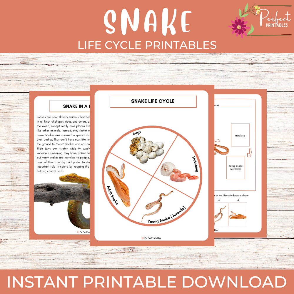 Life Cycle of a Snake Worksheet - Reptiles Science Unit Study With Fun Facts!