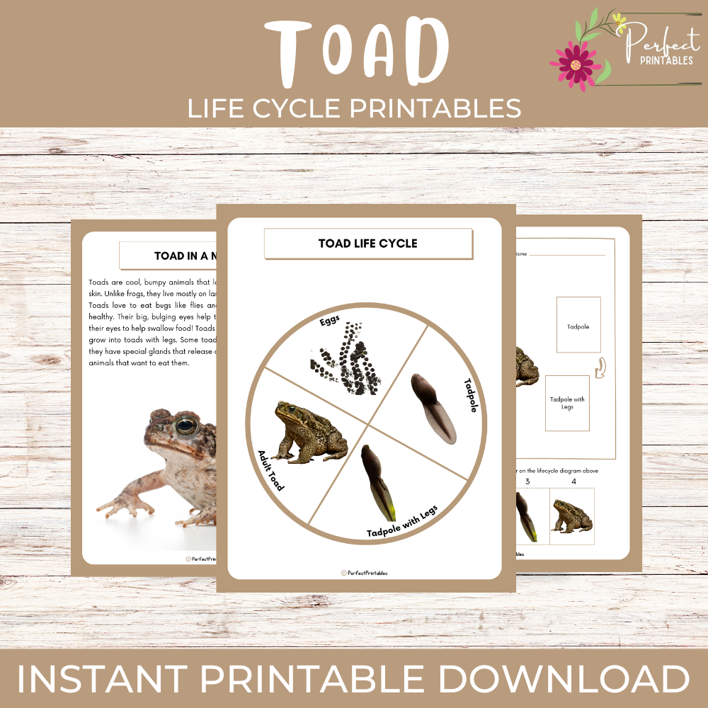 Life Cycle Of a Toad Worksheet - Animal Science Unit Study With Fun Facts!