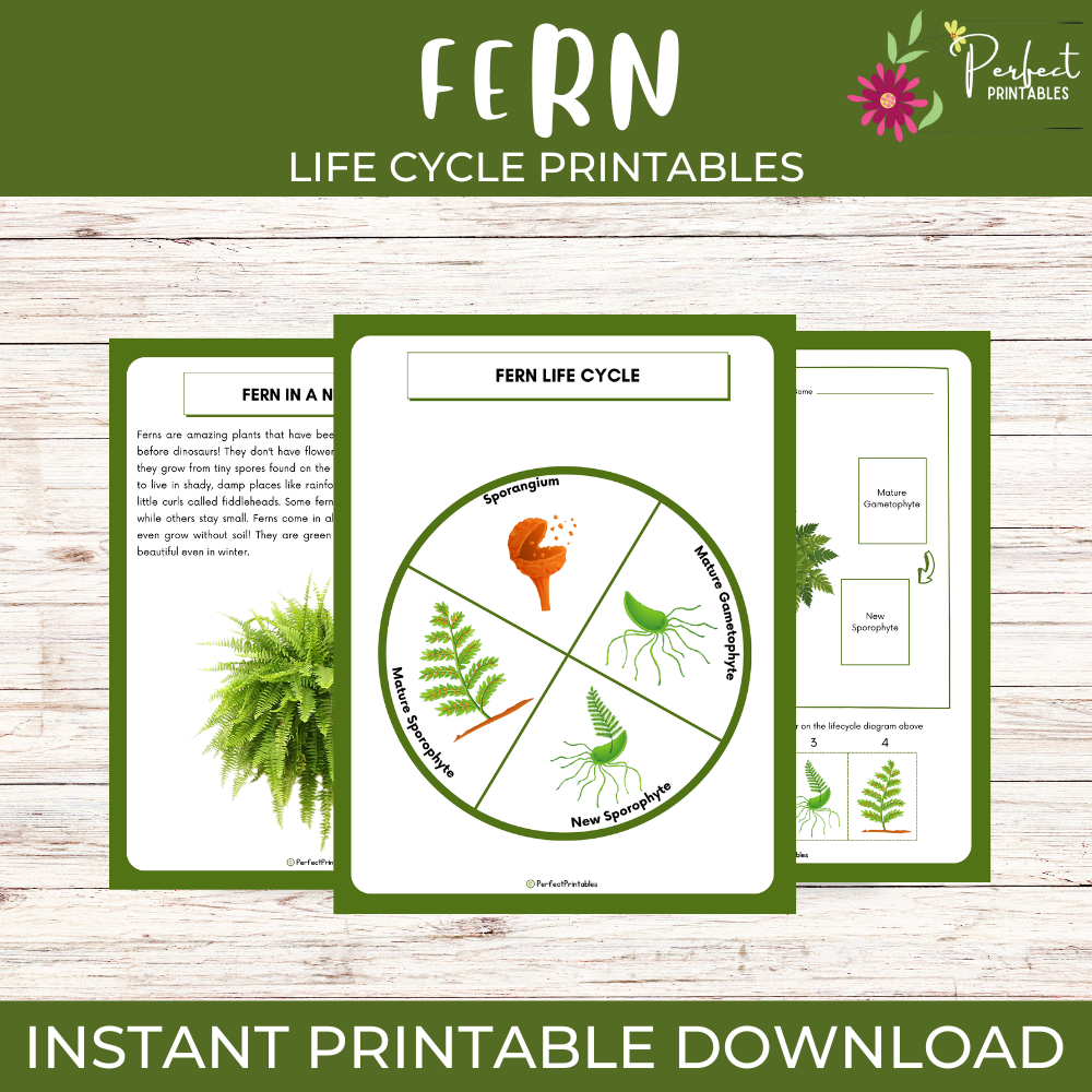 Life Cycle of a Fern Worksheet - Plant Science Unit Study With Fun Facts!