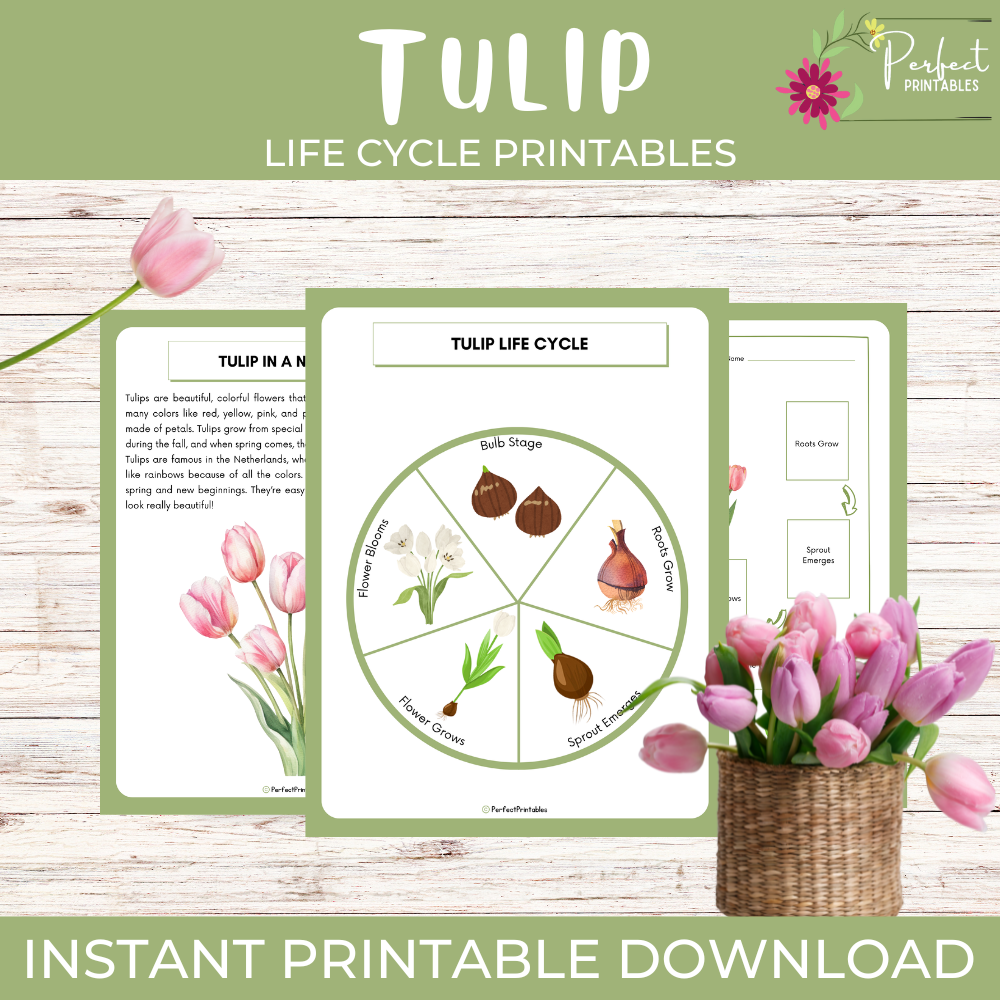 Life Cycle of a Tulip Worksheet - Flower Science Unit Study With Fun Facts!