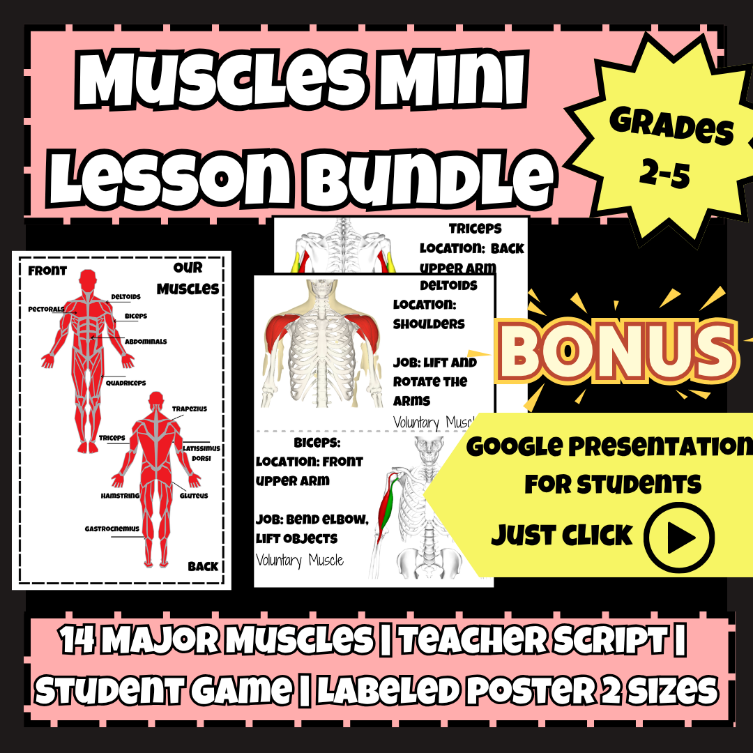 Muscular System Mini Bundle – Muscle Cards, Poster, Mini Lesson & Teacher Audio
