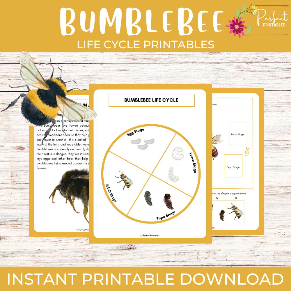 Life Cycle of a Bumblebee Worksheet - Insect Science Unit Study With Fun Facts!