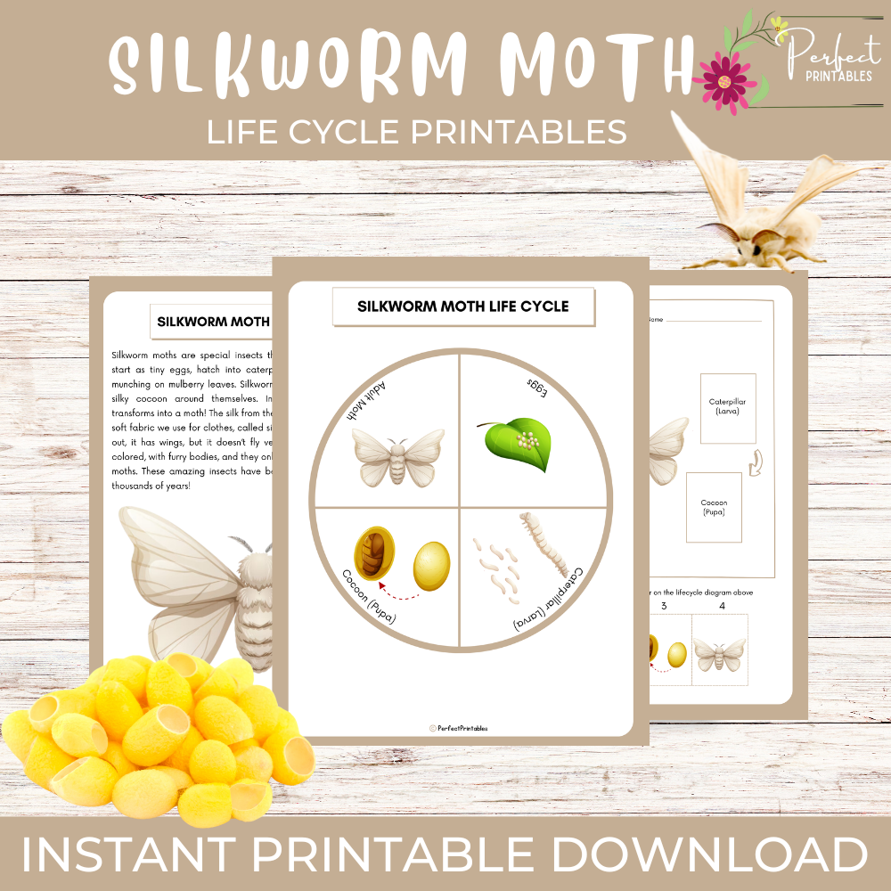 Life Cycle of a Silkworm Moth Worksheet - Insect Science Unit Study