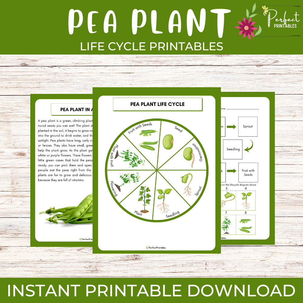 Life Cycle of a Pea Plant Worksheet - Plant Science Unit Study With Fun Facts!
