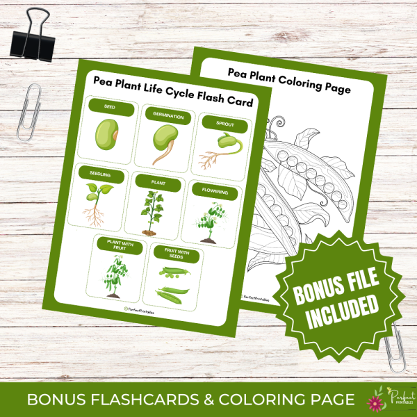 Life Cycle of a Pea Plant Worksheet - Plant Science Unit Study With Fun ...