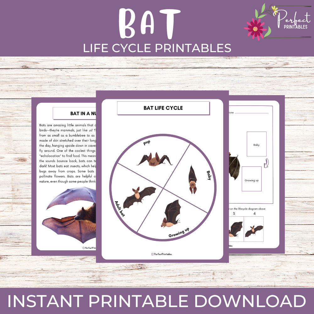 Life Cycle of a Bat Worksheet - Animal Science Unit Study With Fun Facts!