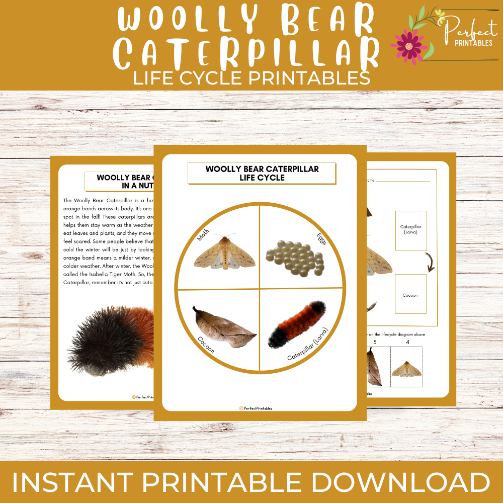 Life Cycle of a Woolly Bear Caterpillar Worksheet - Insect Science Unit Study