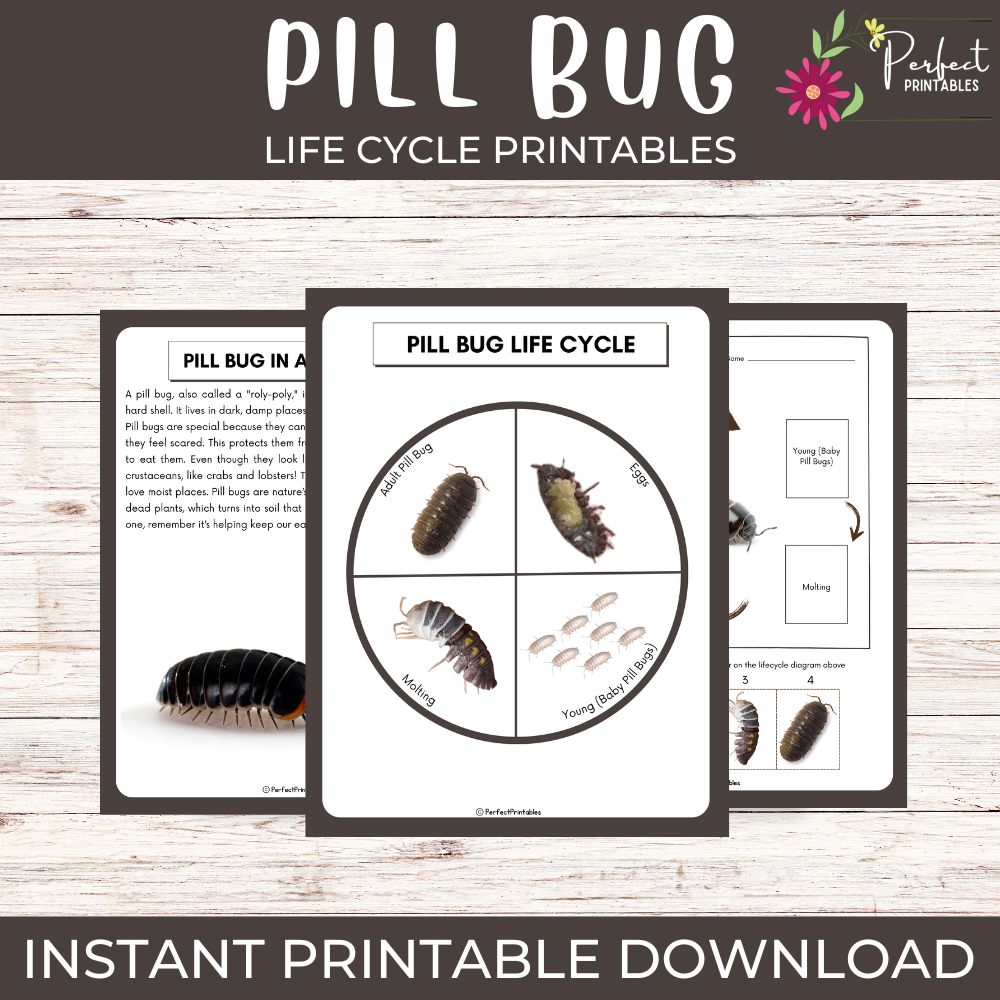 Life Cycle of a Pill Bug Worksheet- Roly Poly Unit Study With Fun Facts!