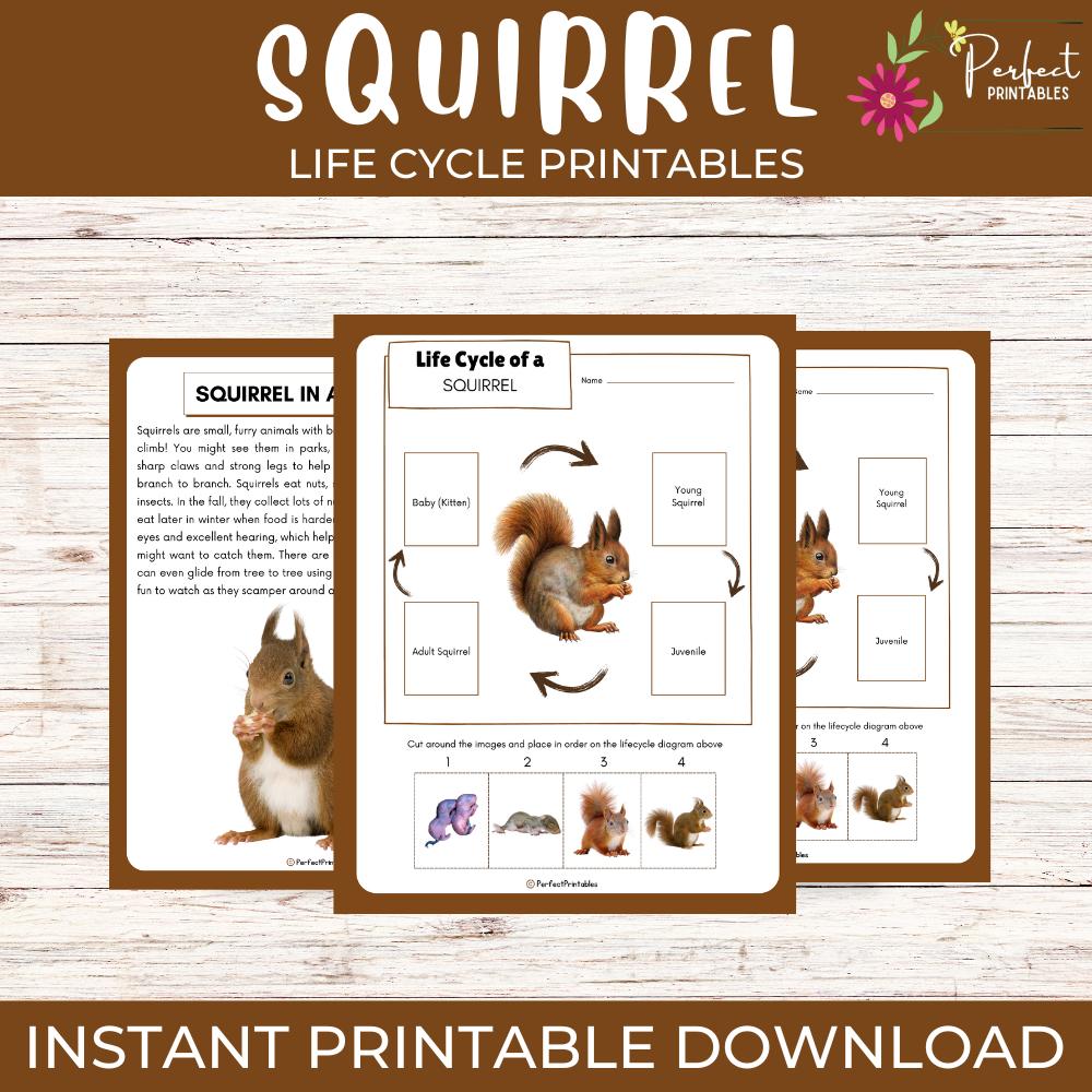Life Cycle of a Squirrel Worksheet- Animal Science Unit Study With Fun Facts!