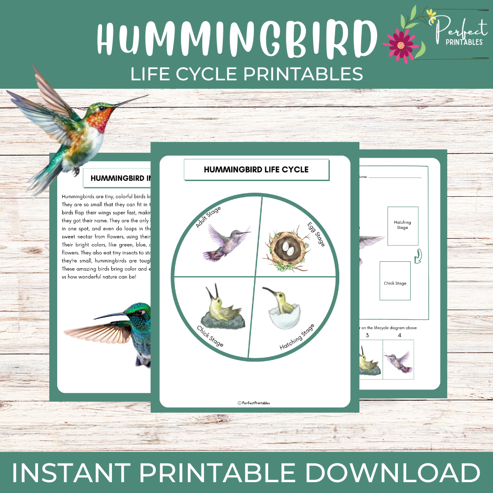 Hummingbird Life Cycle Worksheet- Bird Science Unit Study With Fun Facts!