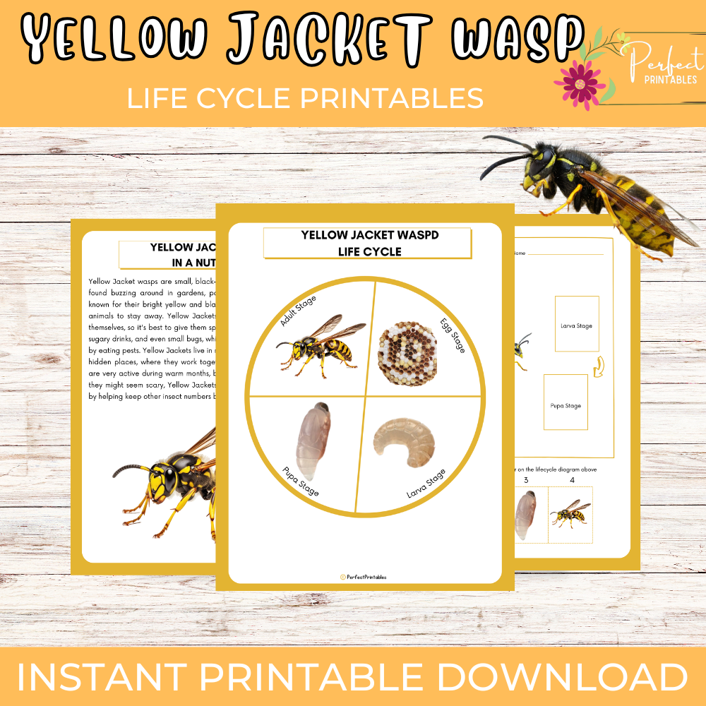 Yellow Jacket Wasp Life Cycle Worksheet- Insect Science Unit Study With Fun Fact