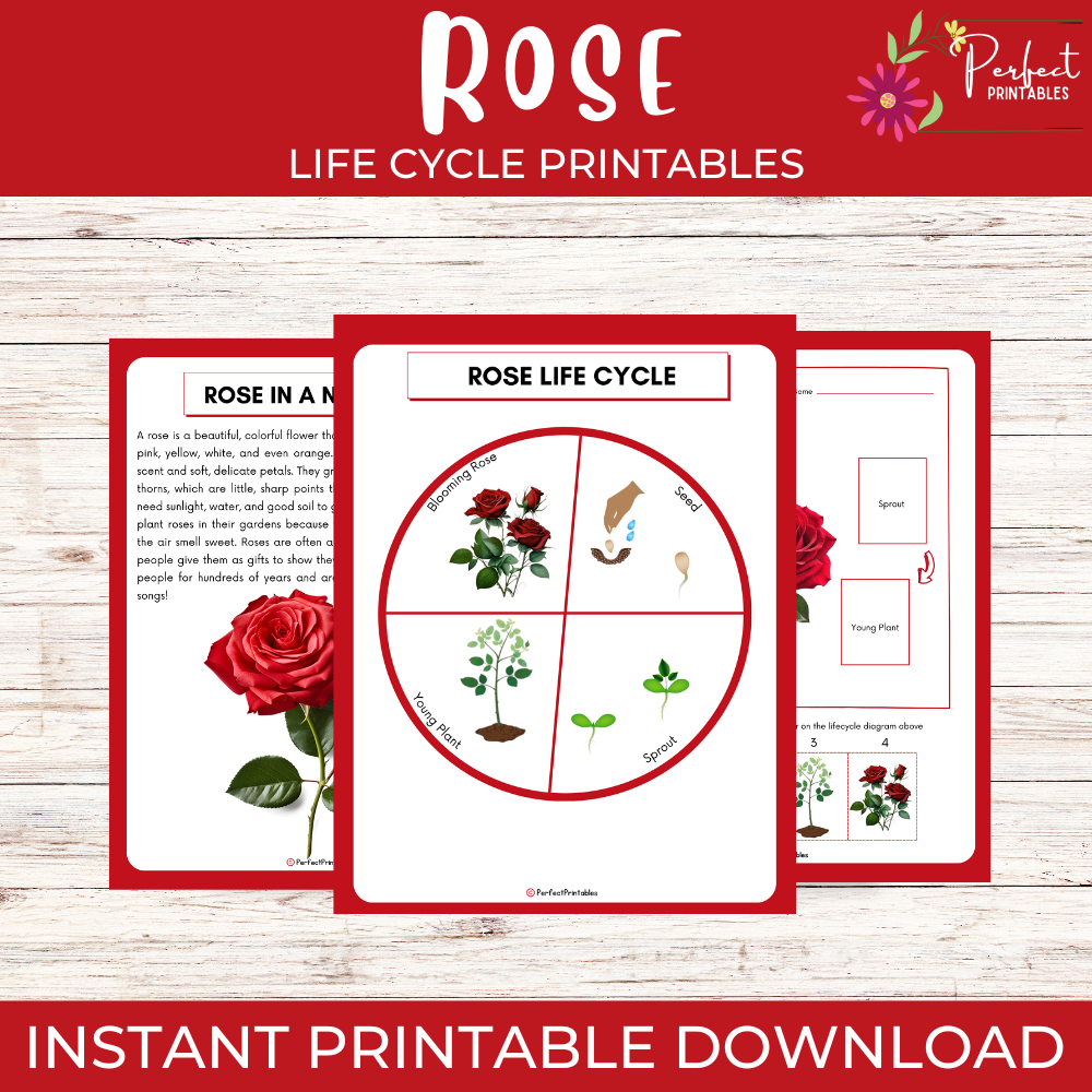 Life Cycle of a Rose Worksheet - Flower Science Unit Study With Fun Facts!