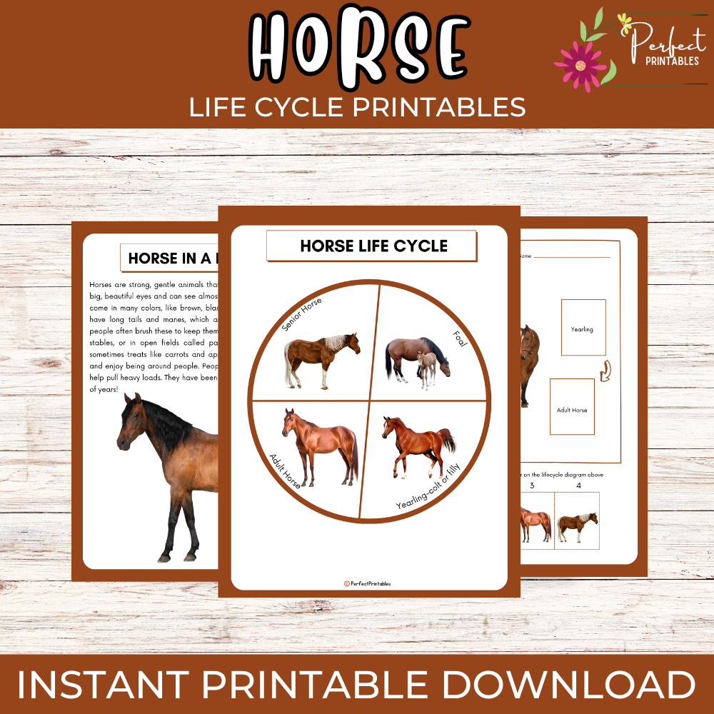 Life Cycle of a Horse Worksheet- Animal Science Unit Study With Fun Facts!