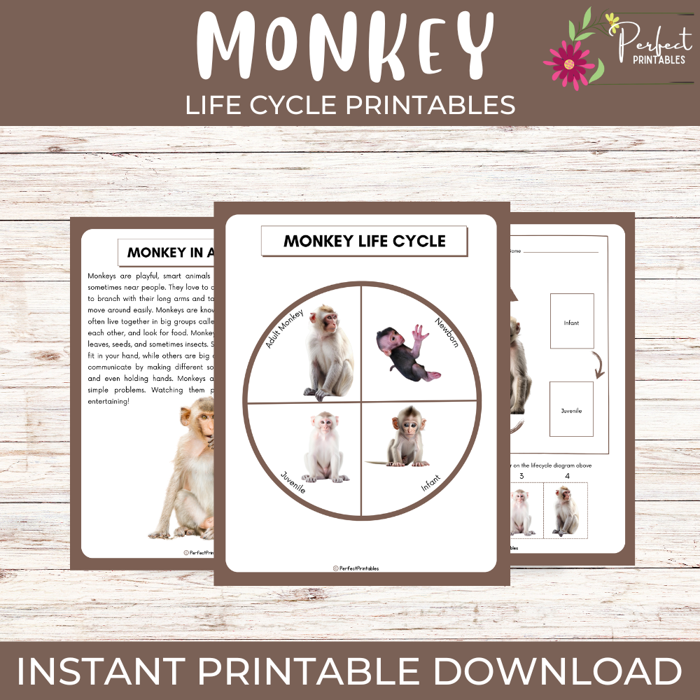 Life Cycle of a Monkey Worksheet- Animal Science Unit Study With Fun Facts!