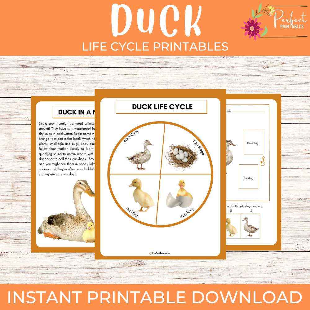 Life Cycle of a Duck Worksheet- Farm Animal Science Unit Study With Fun Facts!