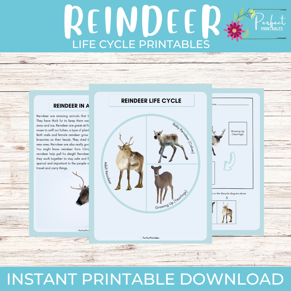 Life cycle of a Reindeer Worksheet- Winter Animal Science Unit Study