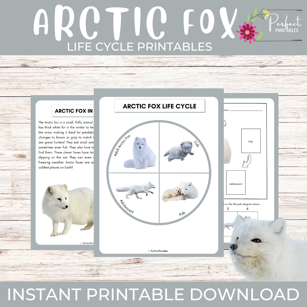 Life Cycle of an Arctic Fox Worksheet- Winter Animal Science Unit Study Life Cycle of an Arctic Fox