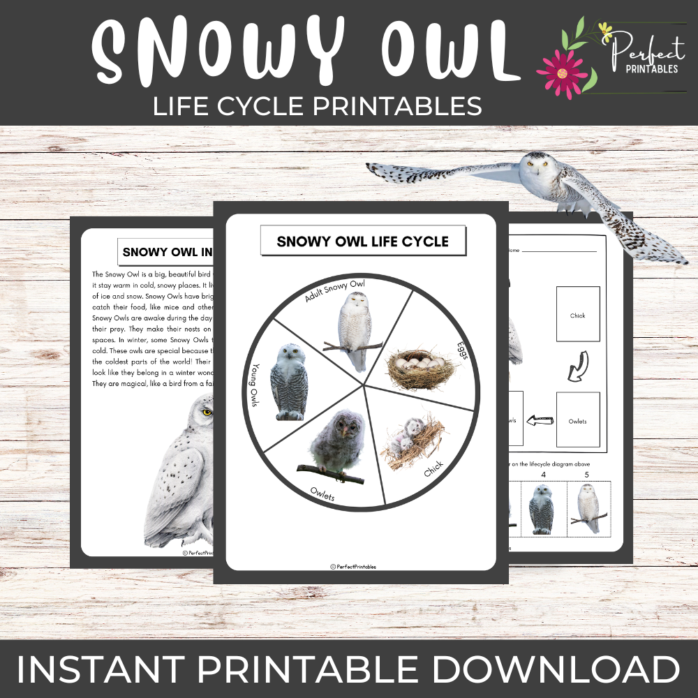 Life Cycle of a Snowy Owl Worksheet- Winter Animal Science Unit Study