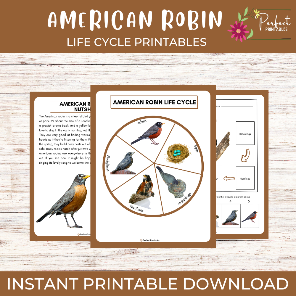 American Robin Life Cycle Worksheet- Birds Science Unit Study With Fun Facts!