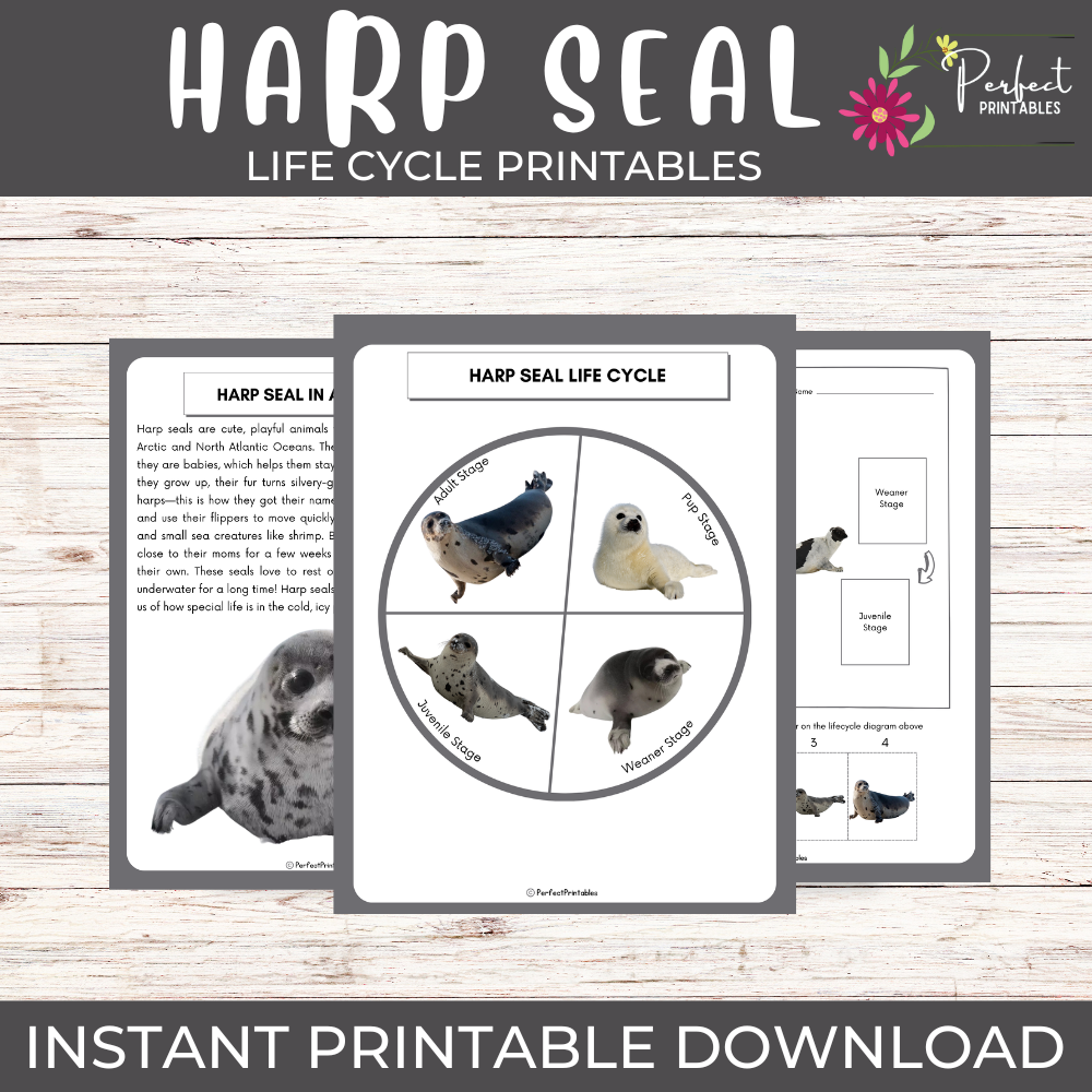 Life Cycle of a Harp Seal- Ocean Animal Science Unit Study With Fun Facts!