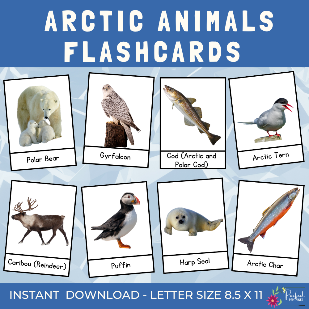 Arctic Animals Flashcards - Winter Polar Animal 3 Parts Montessori Cards