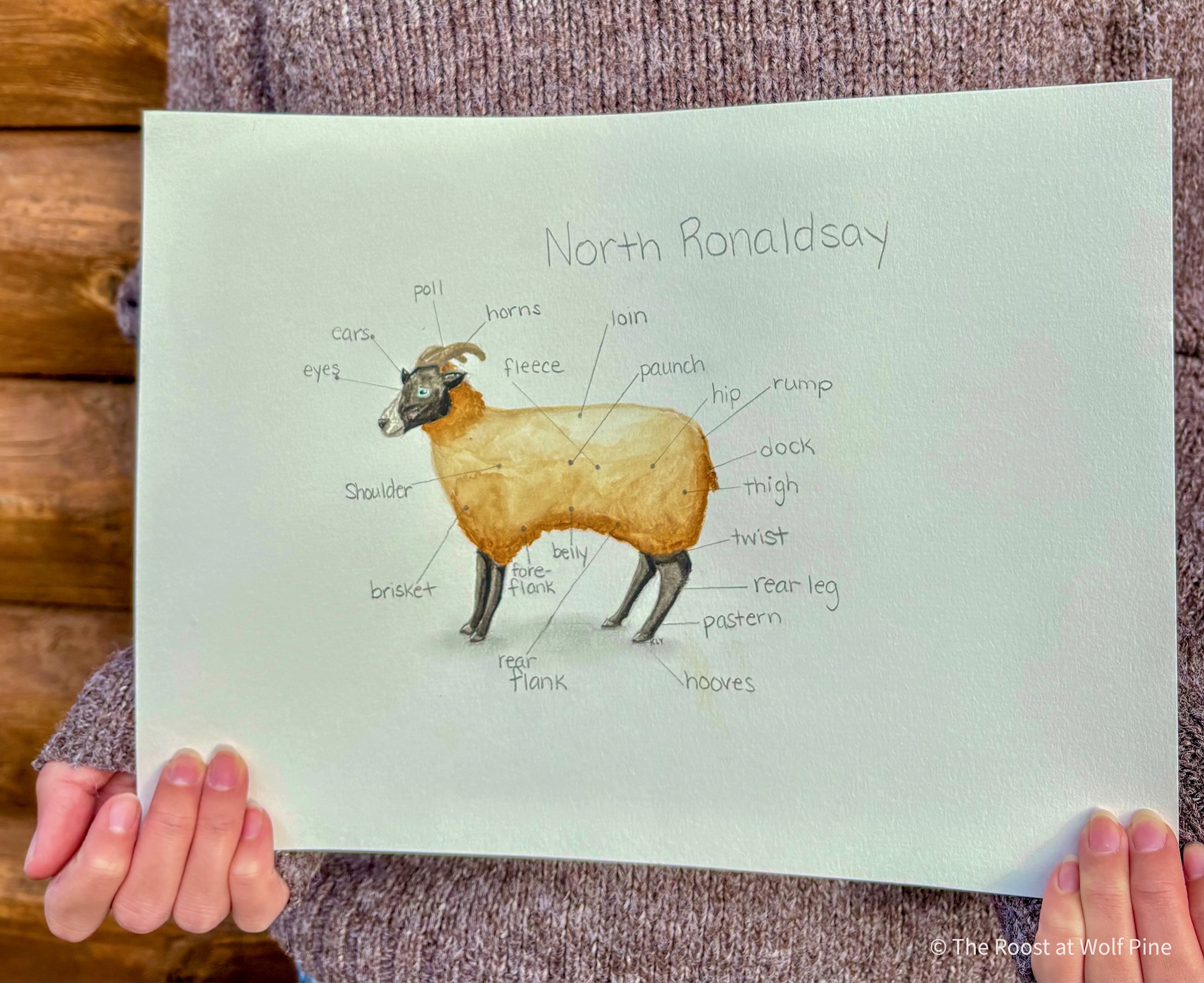 Sheep Unit Study