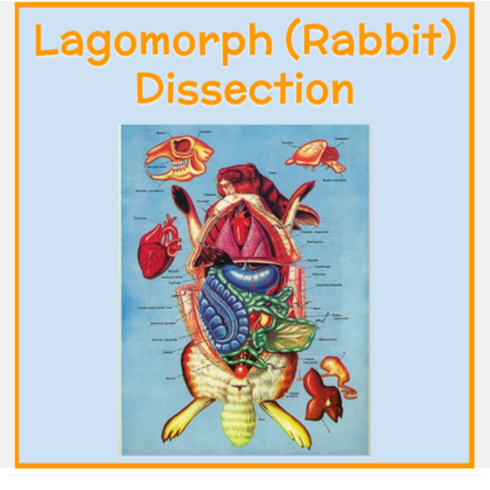 Lagomorph (Rabbit) Dissection Virtual Lab: Organs and Muscles (Anatomy)