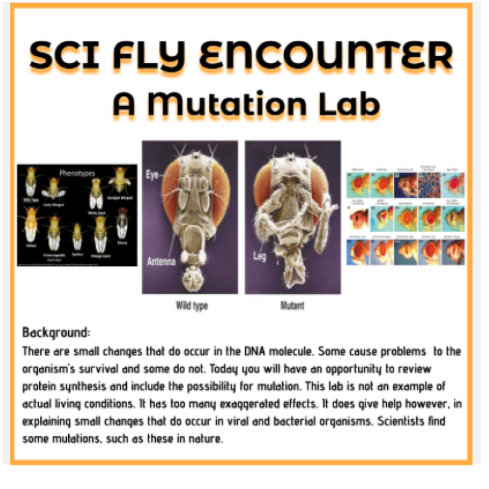 Sci-Fly Encounter Mutations VIRTUAL LAB Genetics of Flies Google Slides Activity