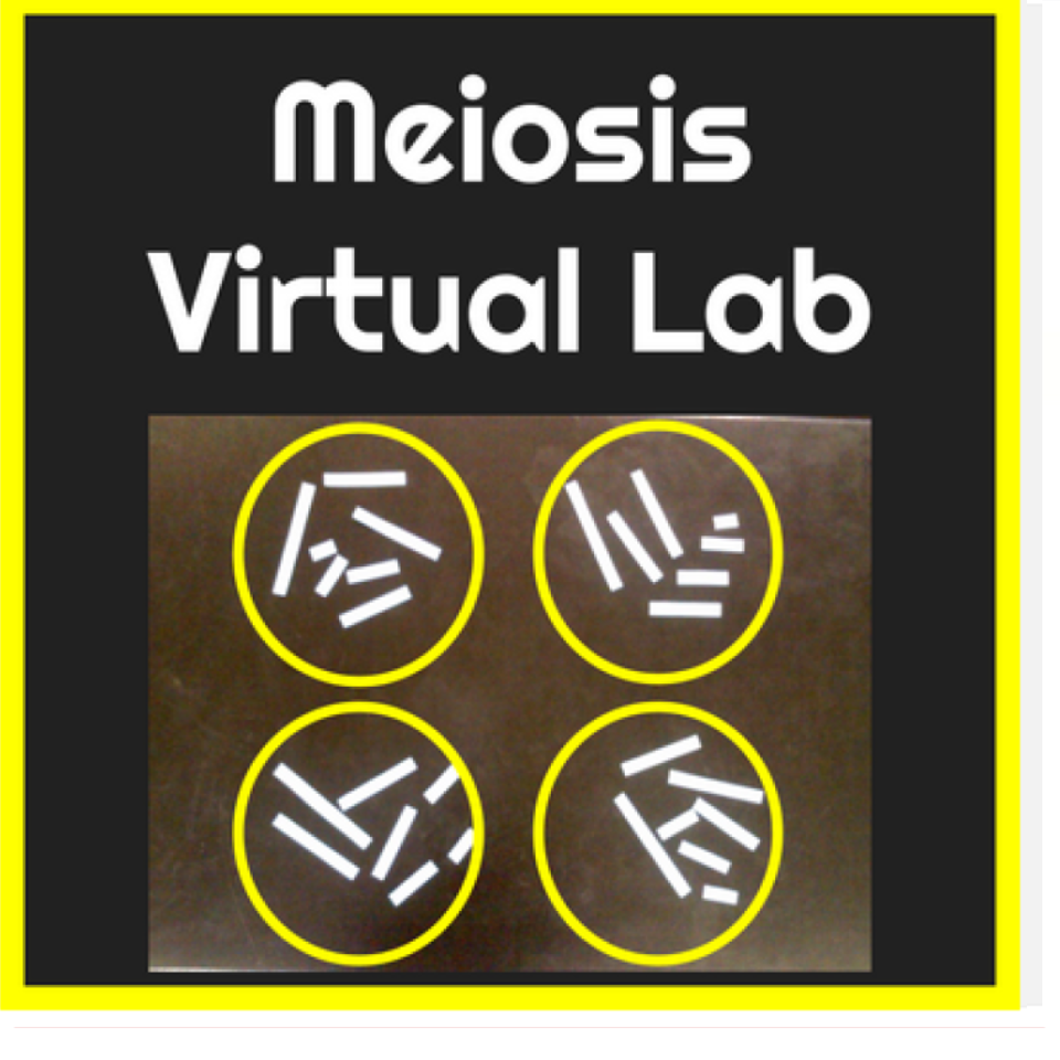 Meiosis VIRTUAL LAB Google Slides Activity w ANSWER KEY