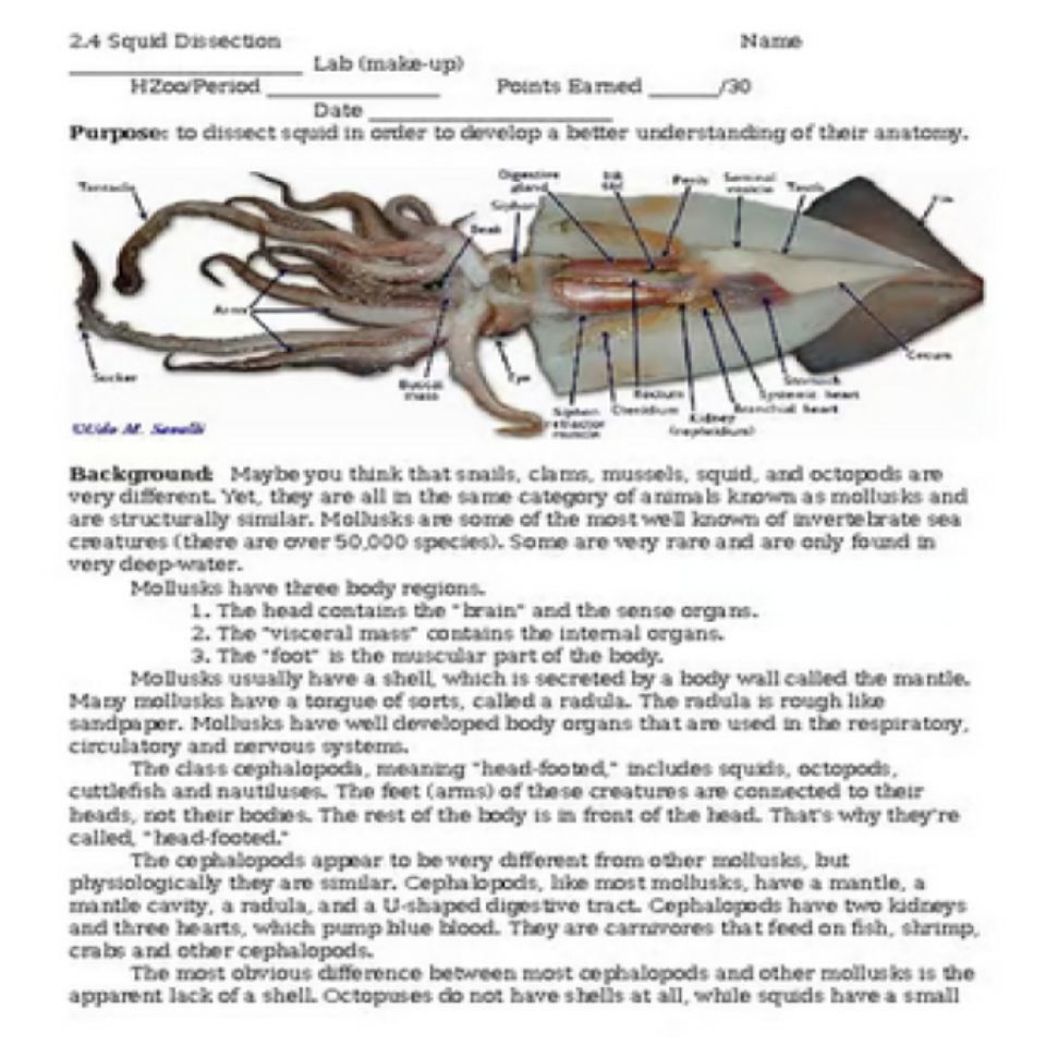 Squid Dissection Make-up VIRTUAL LAB