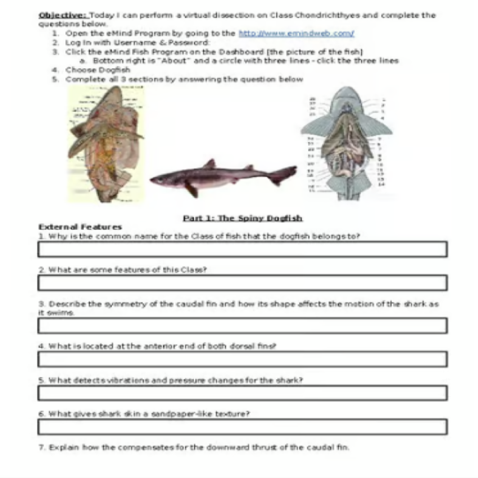 Dogfish Shark Dissection VIRTUAL LAB Emindweb.com