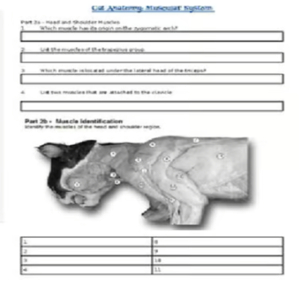 Cat Dissection Muscle Identification Virtual Lab - Emindweb.com