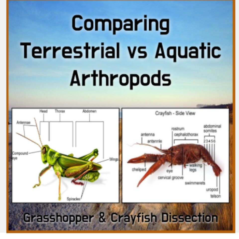 Terrestrial vs. Aquatic Arthropods Grasshopper & Crayfish Dissection Virtual Lab