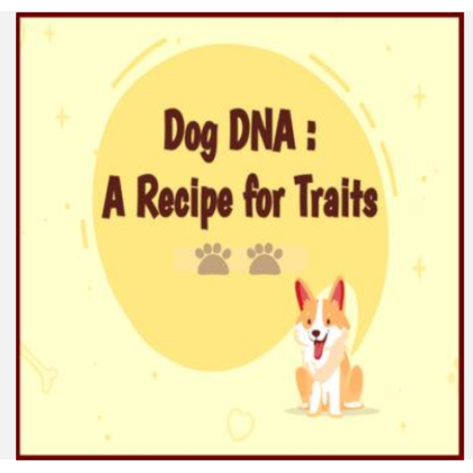 Dog DNA - A Recipe For Traits Design a Dog Google Slides Activity Digital