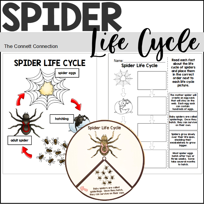 Spider Life Cycle and Labeling