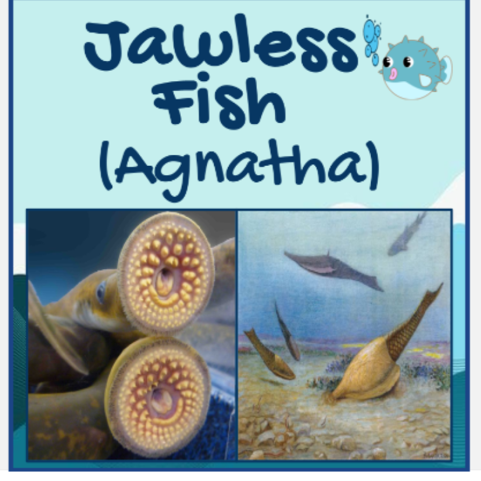 Jawless Fish (Agnatha) Resources: Lesson, Worksheets & Emindweb.com Lab