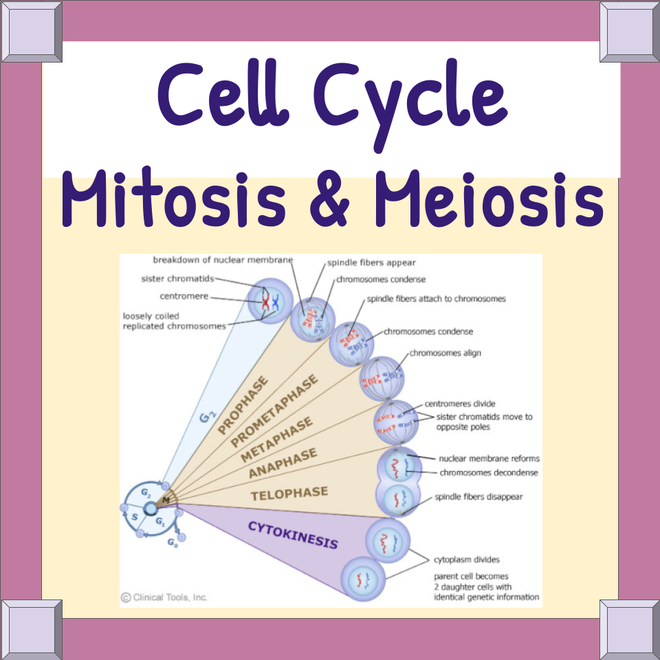 Cell Cycle Mitosis & Meiosis Unit Resources -Powerpoints, Worksheets, Lab & Quiz