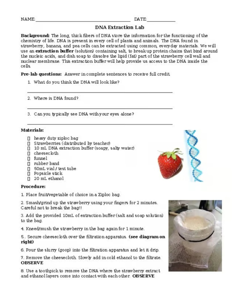 Strawberry DNA Extraction Lab, Notes & Exit Ticket Worksheet