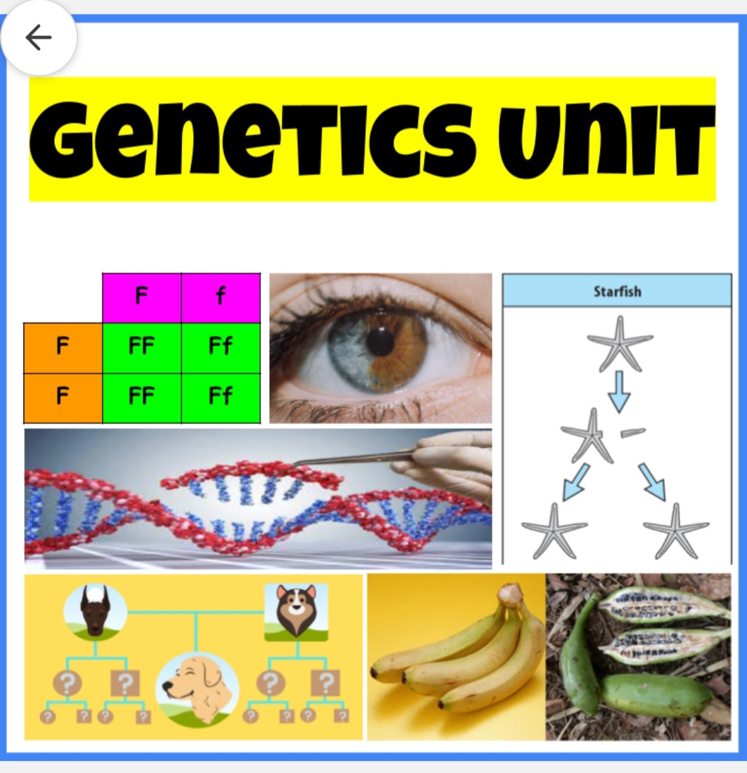 Genetics Unit - Powerpoints, Digital Interactive Notebooks & Worksheets