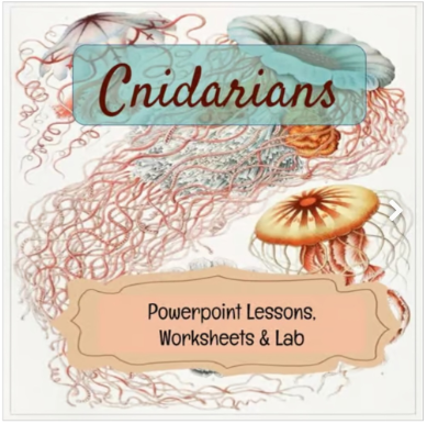 Marine Biology - Cnidarians - Powerpoint Lesson, Worksheets & Lab