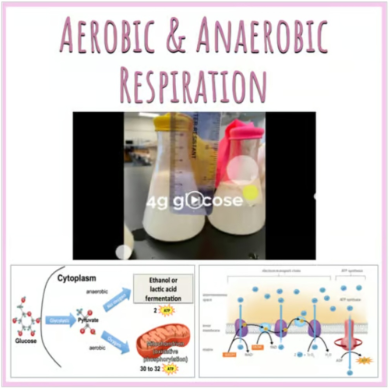 Aerobic and Anaerobic Respiration Resources - Powerpoints, Worksheets, Labs