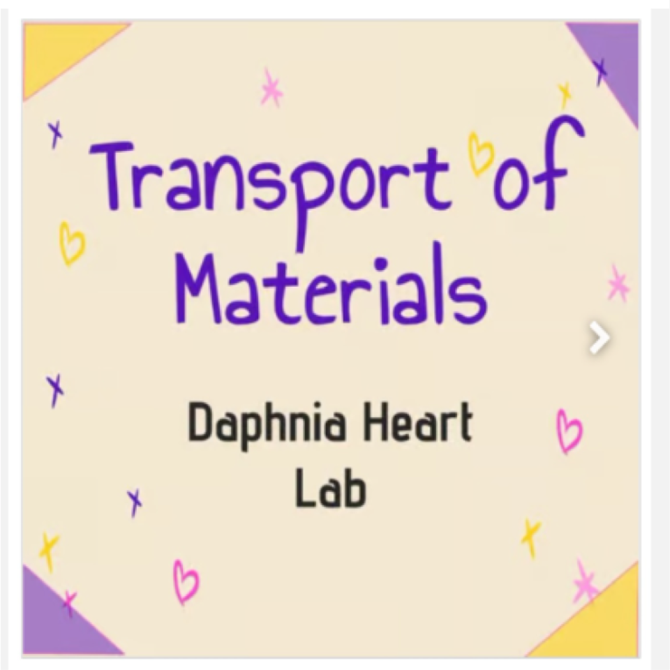 Circulatory System Transport Materials Daphnia Heart Lab & Plant Transportation