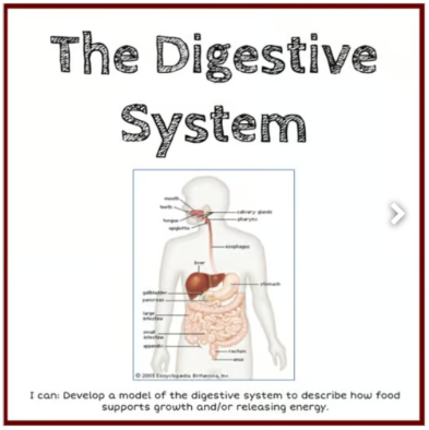Digestive System Google Slides Activity