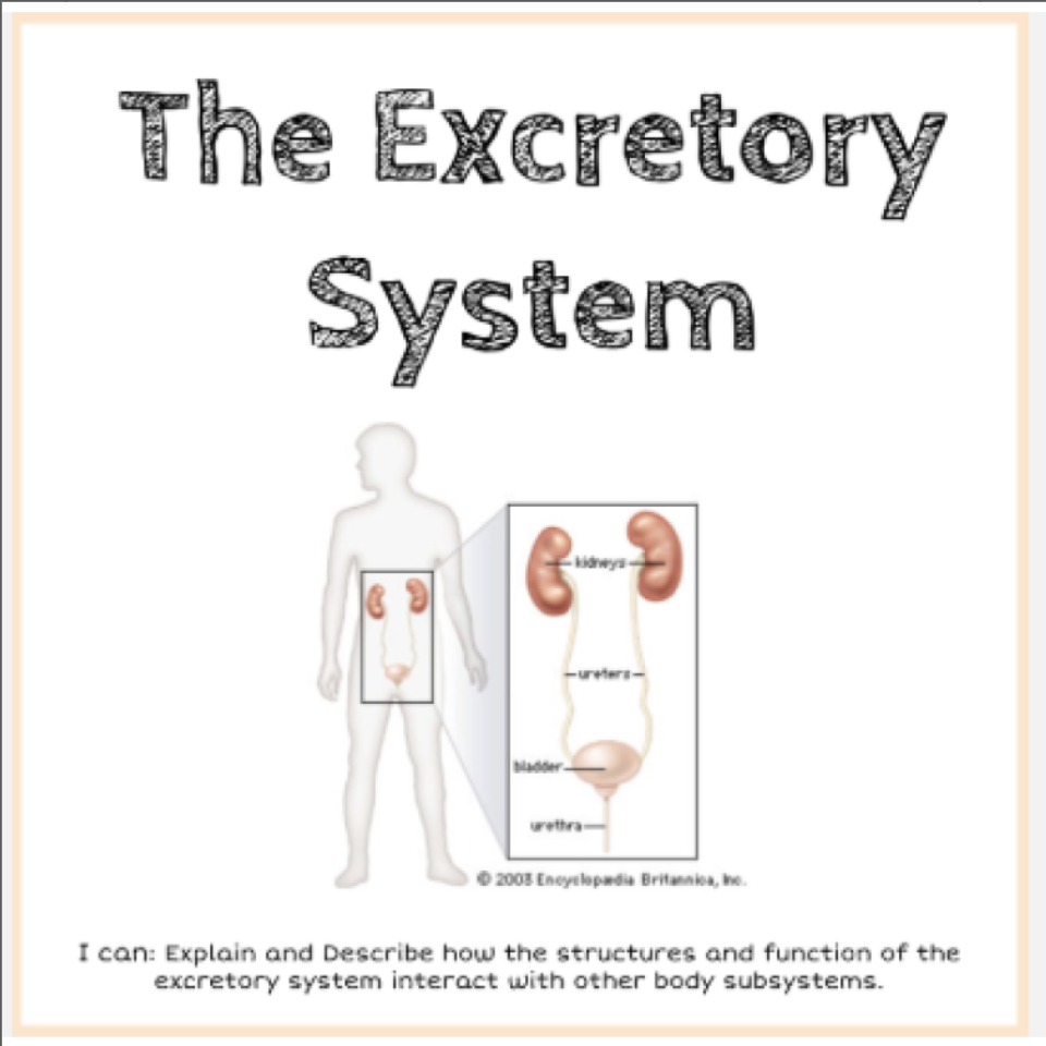 The Excretory System Interactive Google Slides Activity