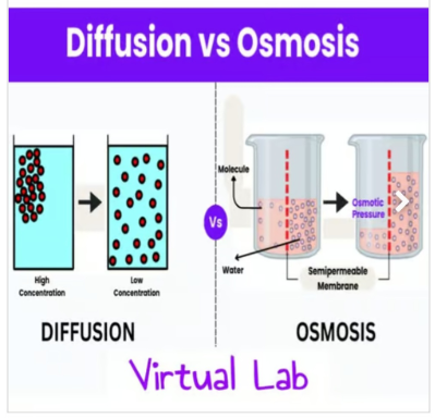 Osmosis & Diffusion VIRTUAL Google Slides Lesson + Activity